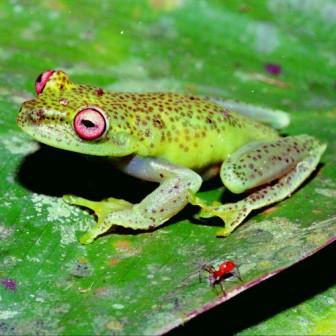 Estudo revela custo para preservação de anfíbios da Mata Atlântica (Foto: Google Imagens)