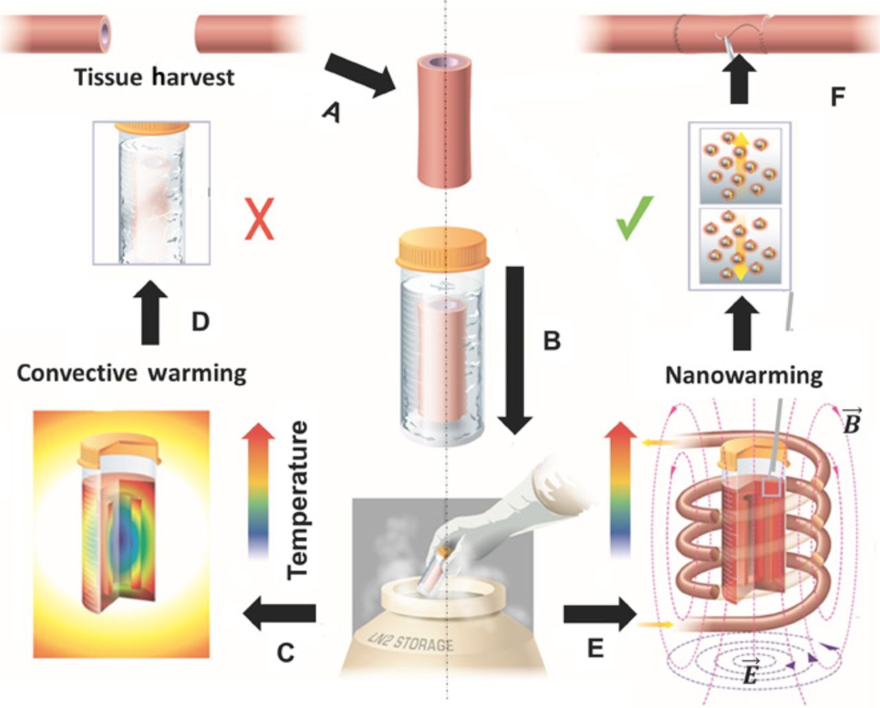 Esquema que ilustra vitrificação de tecido, aquecimento convectivo e aquecimento nano (Imagem: Science Translational Medicine) Esquema que ilustra vitrificação de tecido, aquecimento convectivo e aquecimento nano (Imagem: Science Translational Medicine)