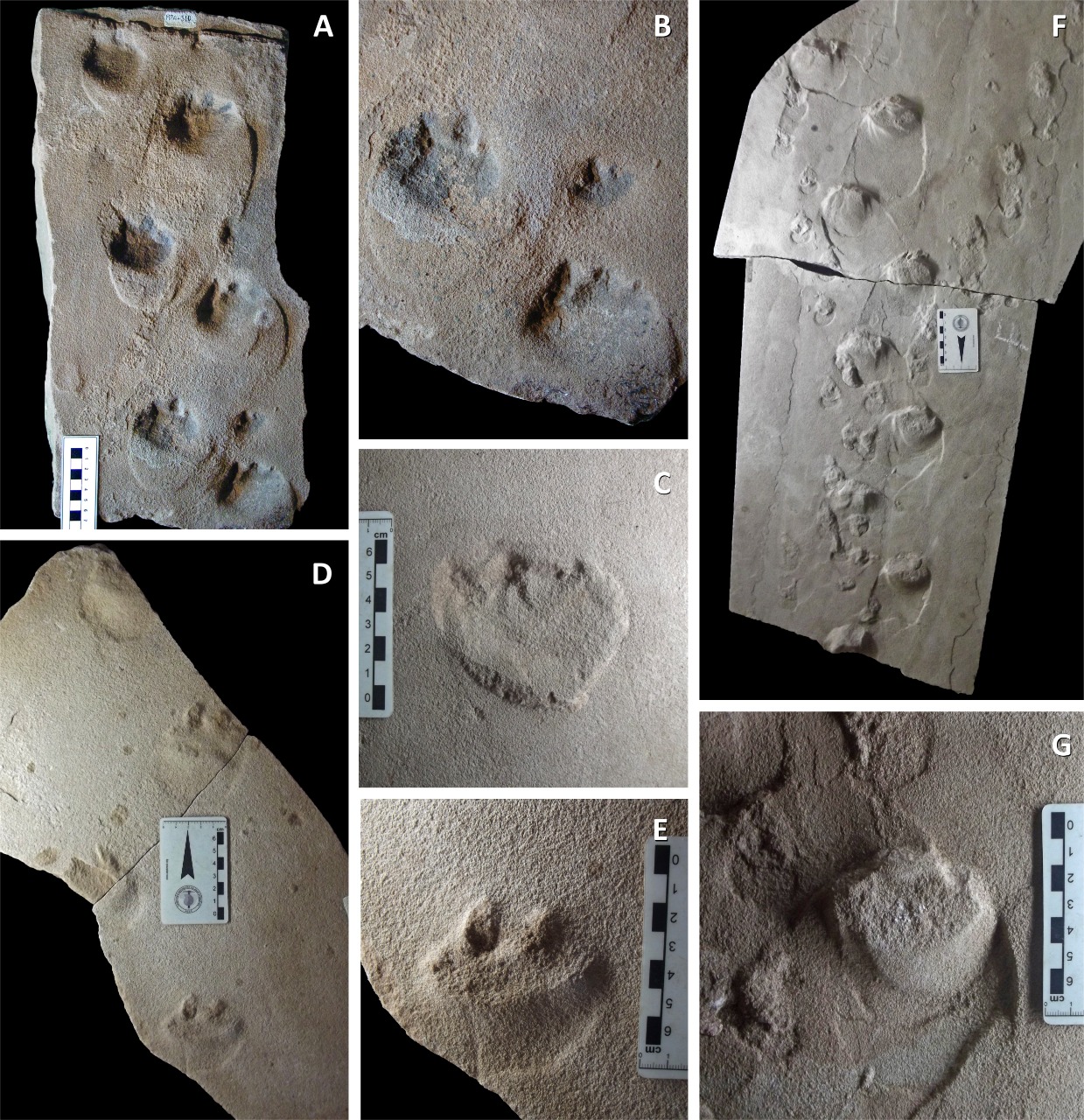 Pegadas fósseis de um mamífero do período Cretáceo (Imagem: arquivo pessoal)