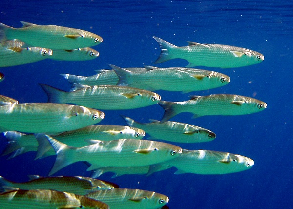 Pesquisas em aquicultura são apoio importante para crescimento do setor (Foto: Ozônio Line)