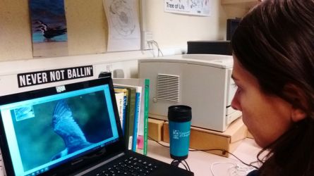 A pesquisadora Bianca Vieira analisa os detalhes da fotografia de um talha-mar (Rynchops niger) em voo (Foto: Arquivo pessoal / Reprodução CCS/CAPES))