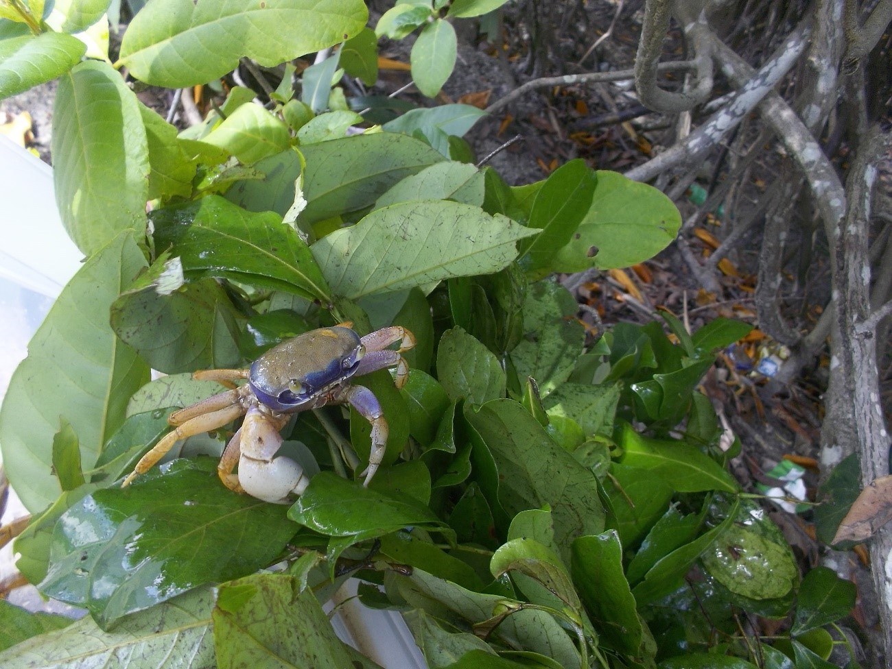 Cardisoma guanhumi no mangue em Itamaracá - PE (Foto: arquivo pessoal Denise Moraes)