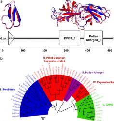 A pesquisa identificou uma proteína chamada Suolenina que participa ativamente auxiliando a atividade de outras enzimas envolvidas no processo de quebra da celulose (Imagem: microbialcellfactories.biomedcentral.com)