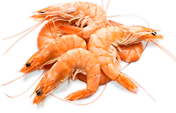 Quitosana extraída do camarão pode ser utilizada para identificar resíduos de medicamentos veterinários no leite (Foto: Google Imagens)